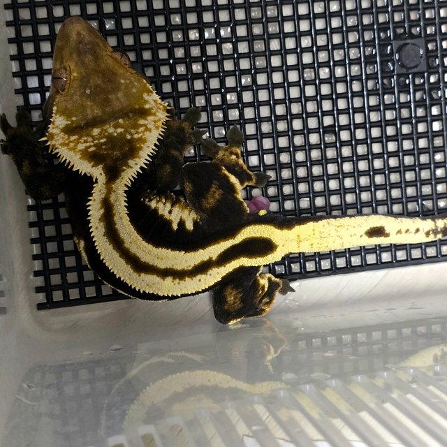 슈퍼스트라이프 엠티백