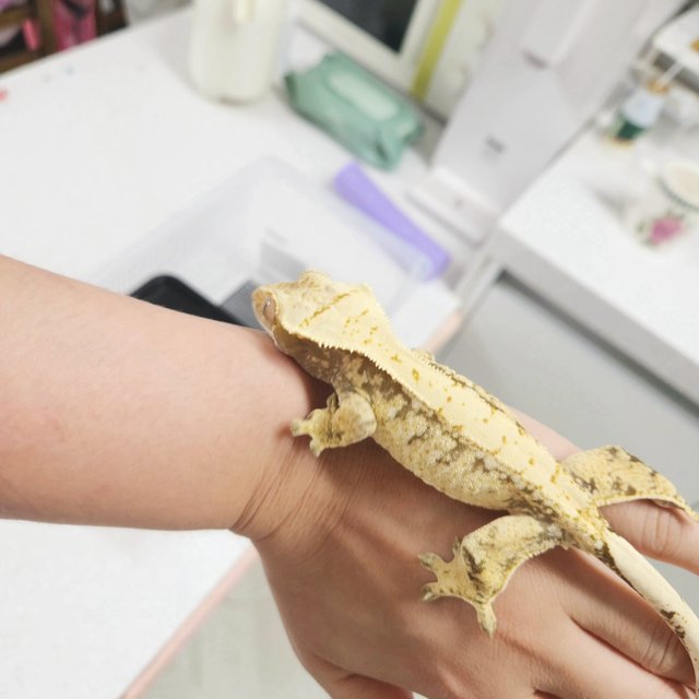 노멀 화이트스팟 드리피