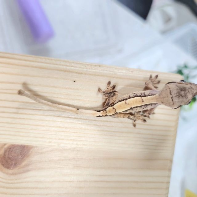 화이트스팟 트라이 화이트포트홀