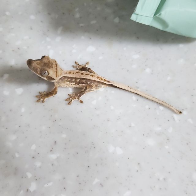 화이트스팟 풀핀 트라이 노멀