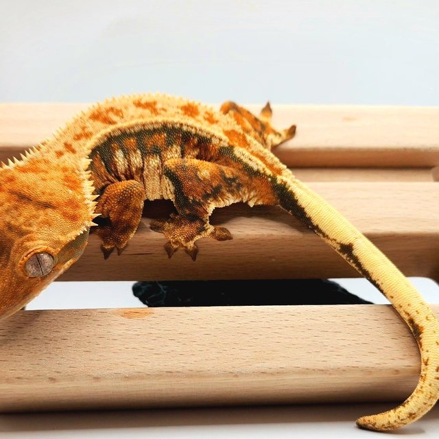 트라이 드리피 텐저린