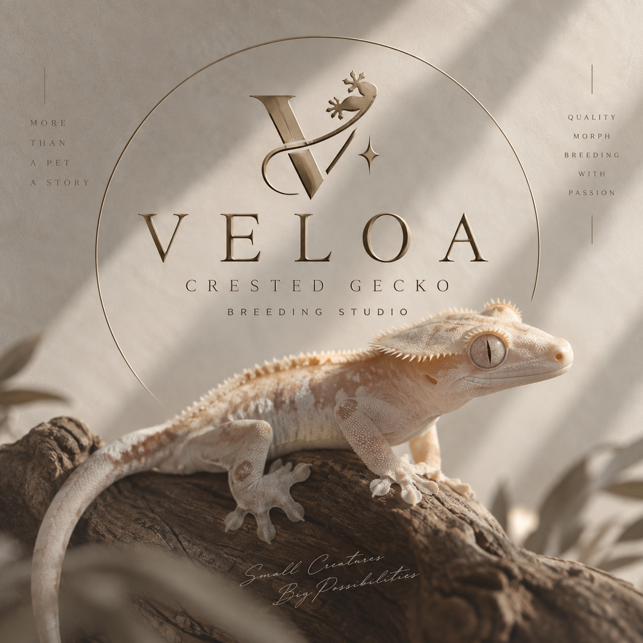 VELOA