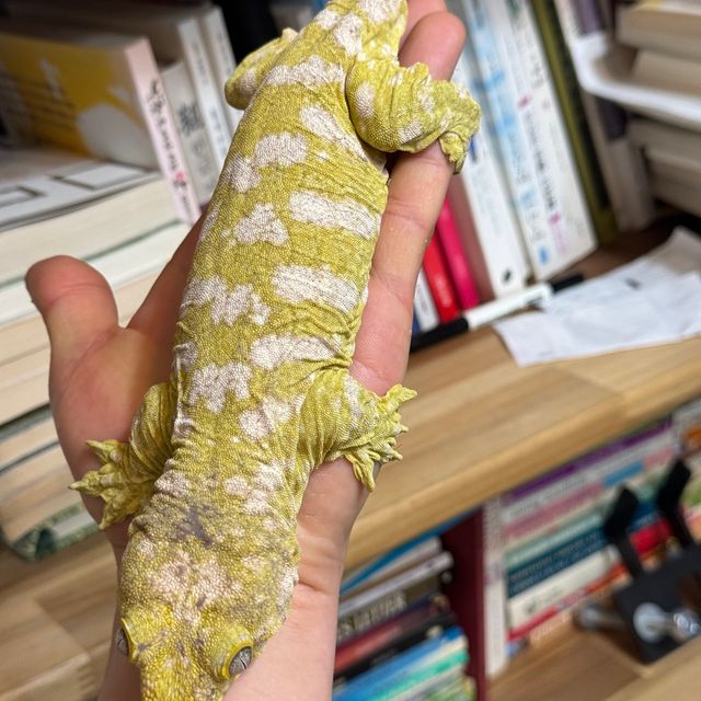노멀