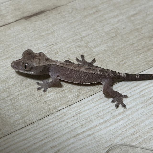 루왁