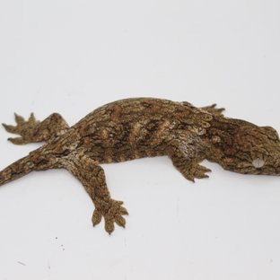 GTX 코기스 하이 컬러