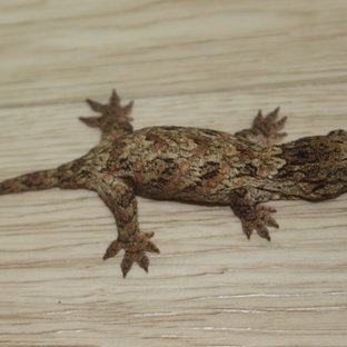 하이 컬러 코기스 GTX