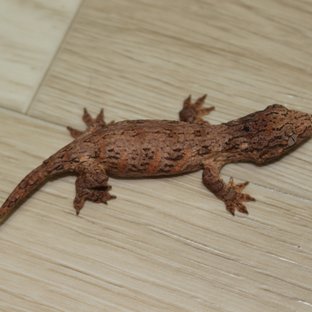 GTX 하이 컬러 코기스