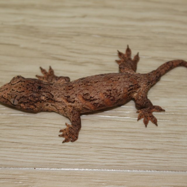 GTX 하이 컬러 코기스