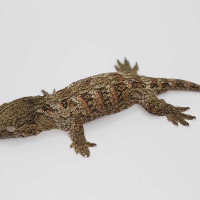 GTX 하이 컬러 코기스