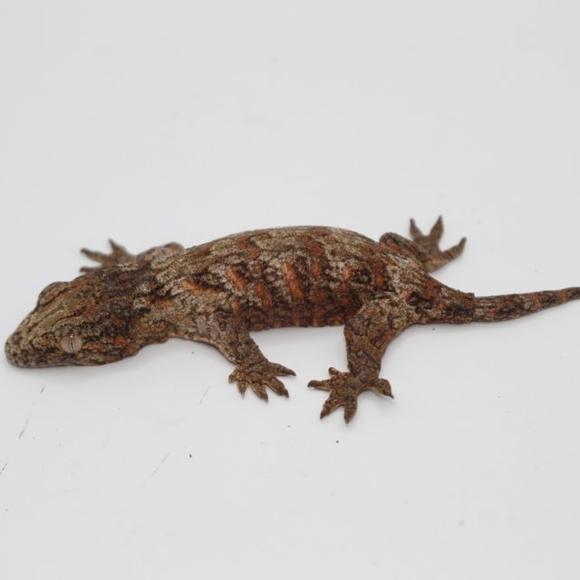 하이 컬러 레드바 GTX 코기스