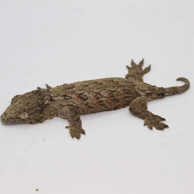 하이 컬러 코기스 GTX