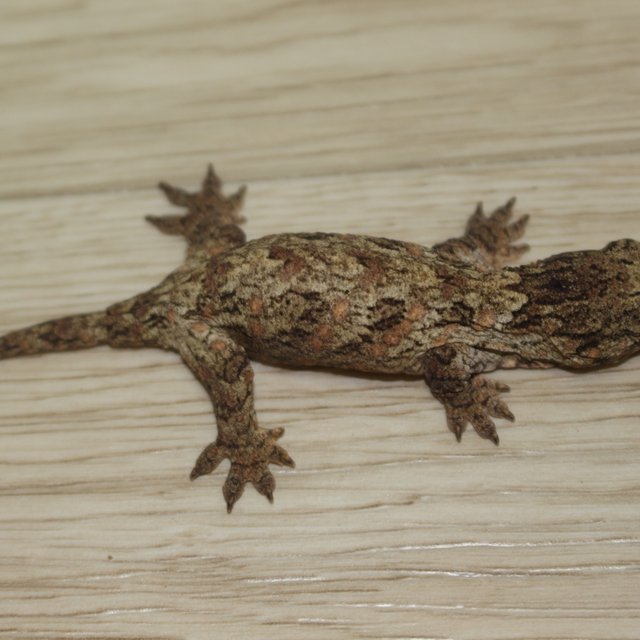 하이 컬러 코기스 GTX