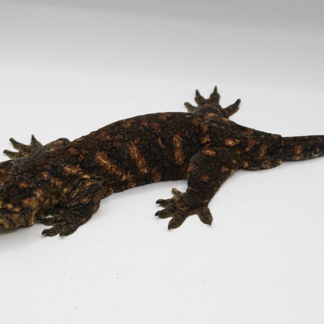 코기스 GT 레드바