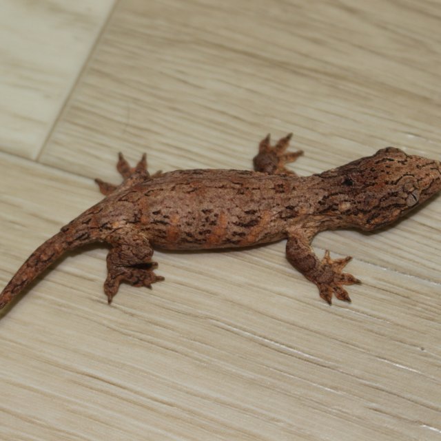 GTX 하이 컬러 코기스