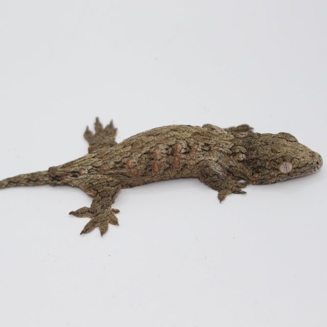 하이 컬러 코기스 GTX