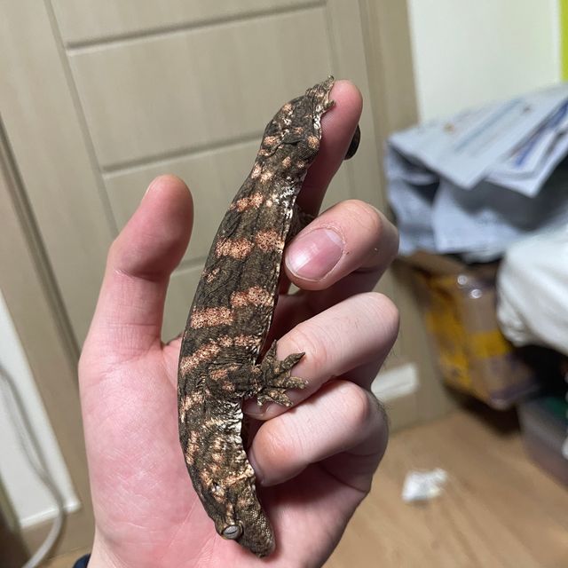 레드바 코기스 GT