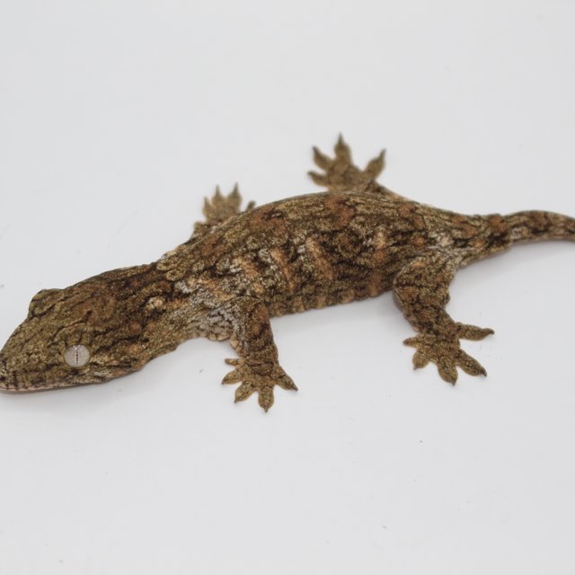 GTX 코기스 하이 컬러