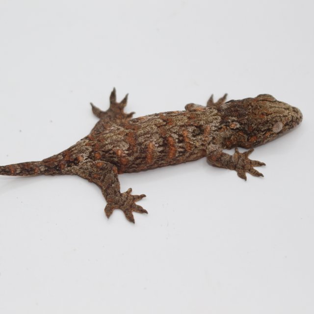 하이 컬러 레드바 GTX 코기스