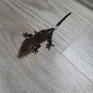 아잔틱