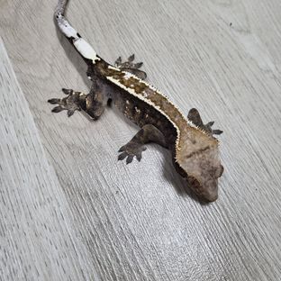 카푸치노