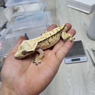 트라이