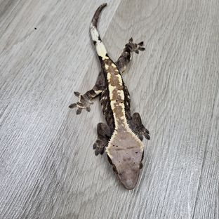 카푸치노 트라이