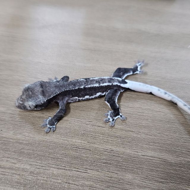 릴잔틱