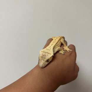 크림시클