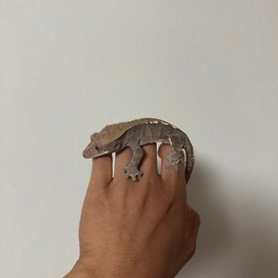 카푸치노