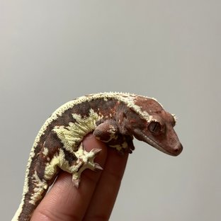 프라푸치노