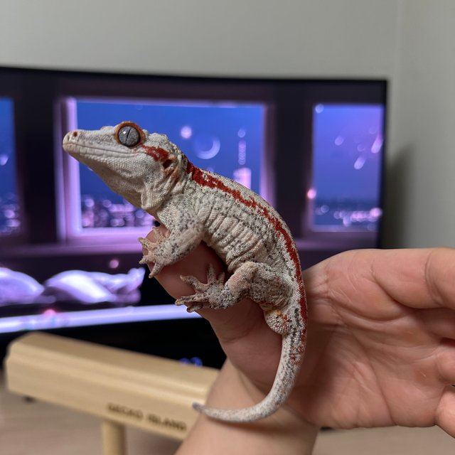 레드 스트라이프 화이트