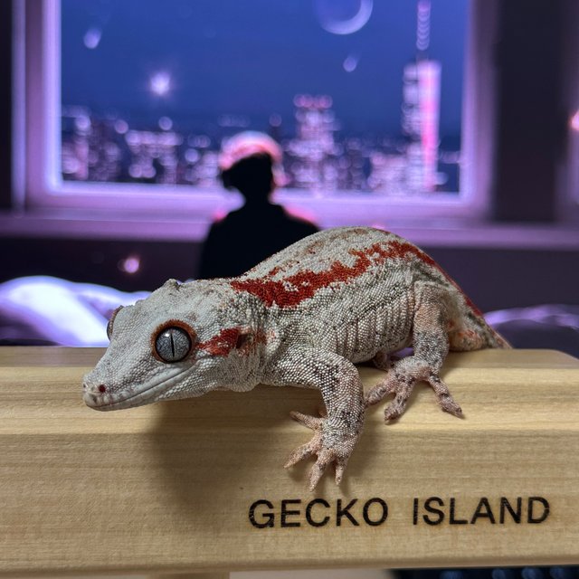 레드 스트라이프 화이트