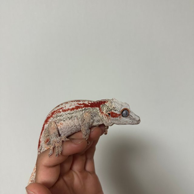 레드 스트라이프 화이트