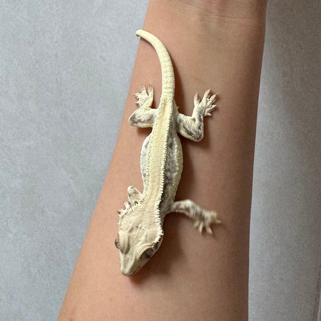 릴리화이트 솔리드백 화이트