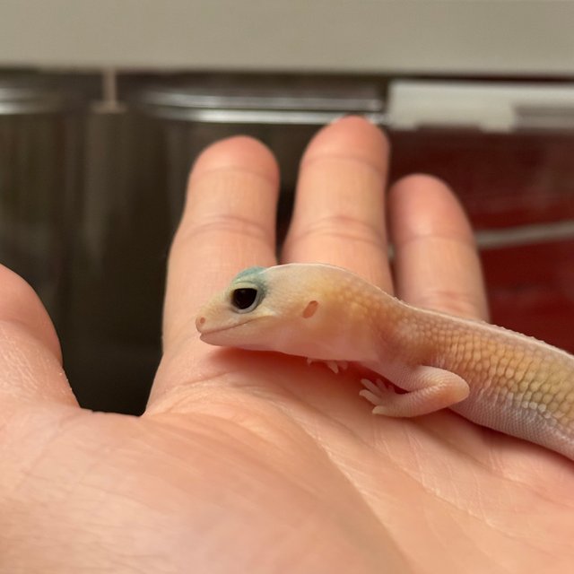 아멜라니스틱 패턴리스