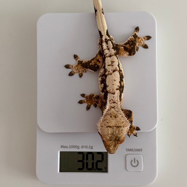 트라이 익스트림할리퀸