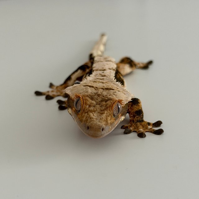 트라이 익스트림할리퀸