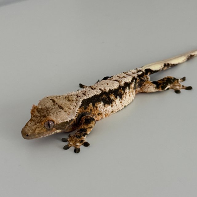 트라이 익스트림할리퀸