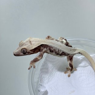 릴리화이트 드리피 화이트스팟