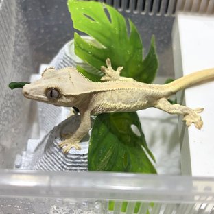 릴리화이트 크림 크림시클