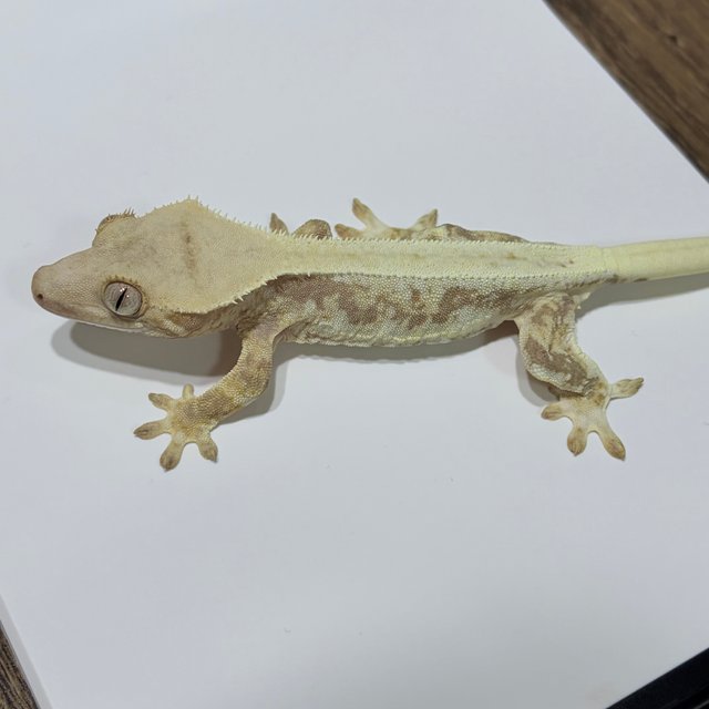 릴리화이트 드리피 화이트스팟