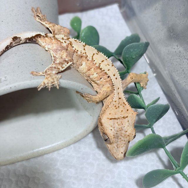 노멀 크림 크림시클