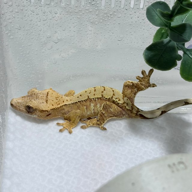 노멀 크림 크림시클