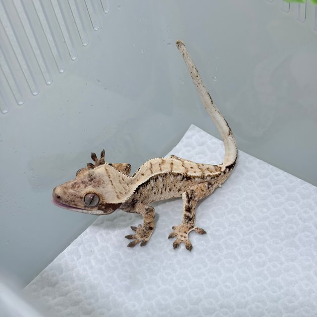 노멀 트라이 화이트 화이트스팟