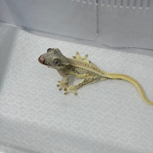 릴리화이트 크림 크림시클