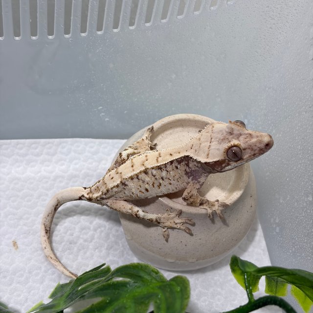 노멀 트라이 화이트 화이트스팟