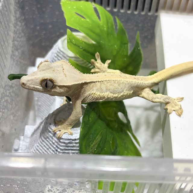 릴리화이트 크림 크림시클