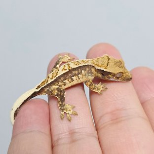 노멀 쿼드 트라이