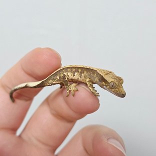 노멀 트라이 화이트스팟 풀핀