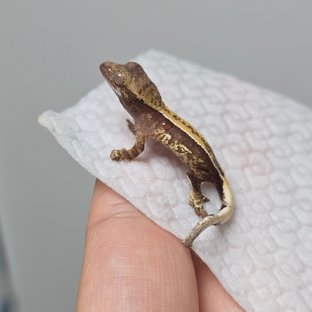 노멀 트라이 쿼드